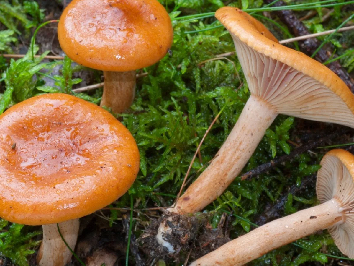 Orange Milkcap