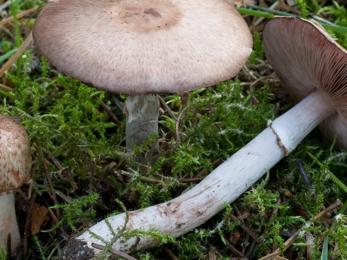 blodchampinjon