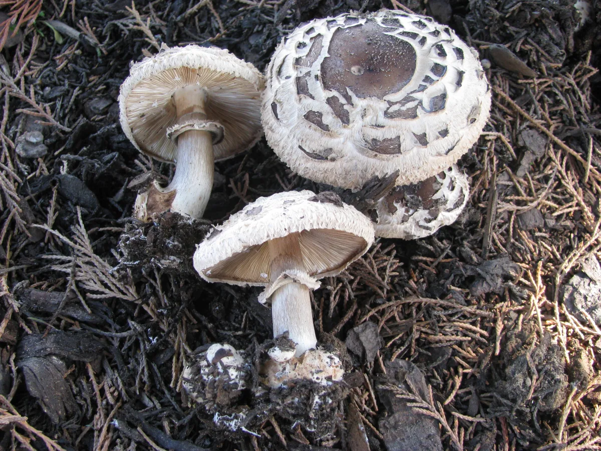Brown Parasol