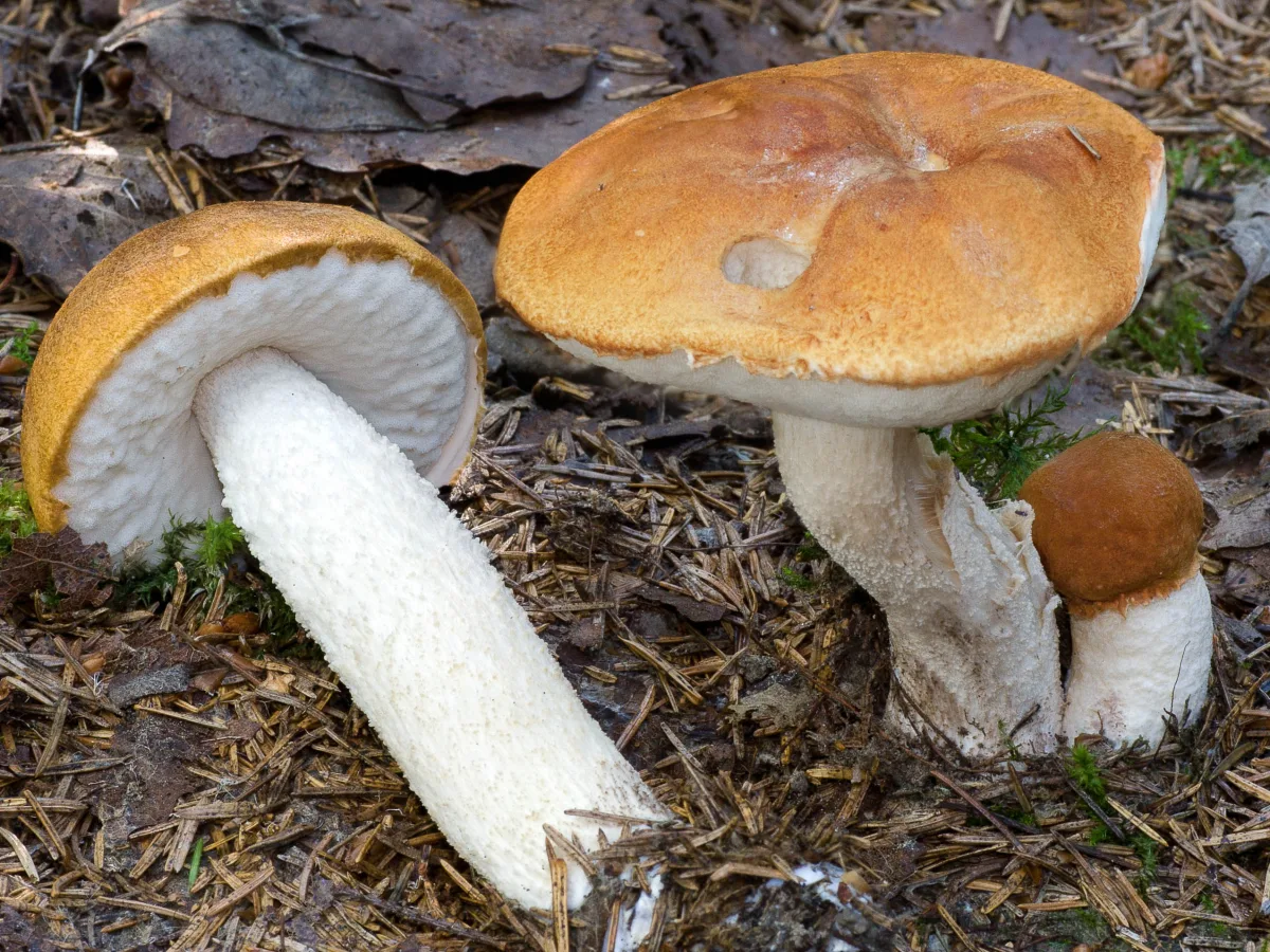 Aspen Bolete