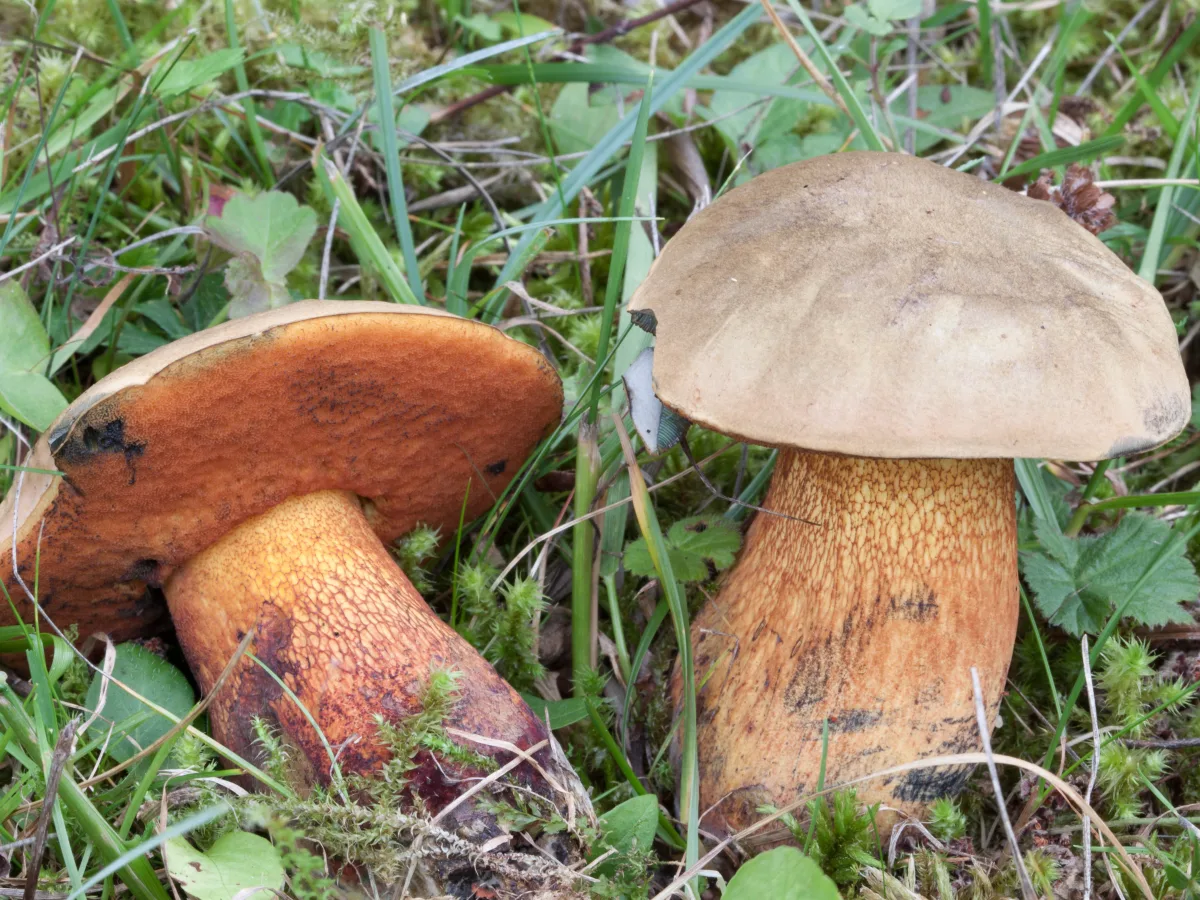 eldsopp