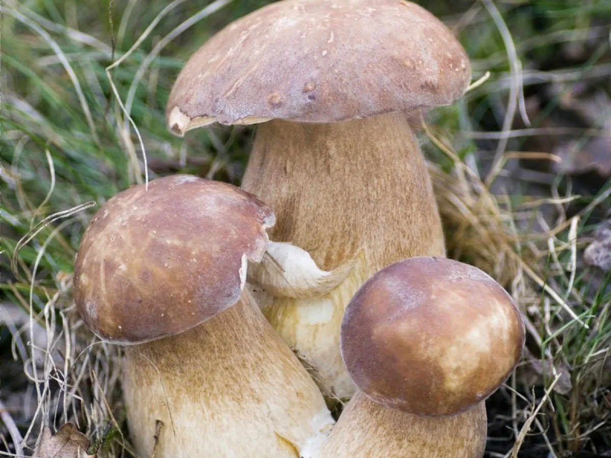 finluden stensopp