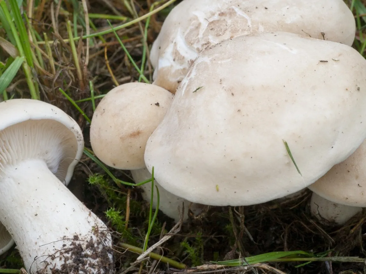 St. George's Mushroom