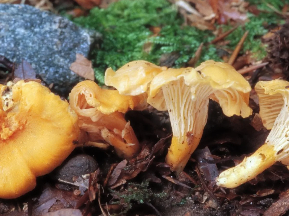 orange kantarell