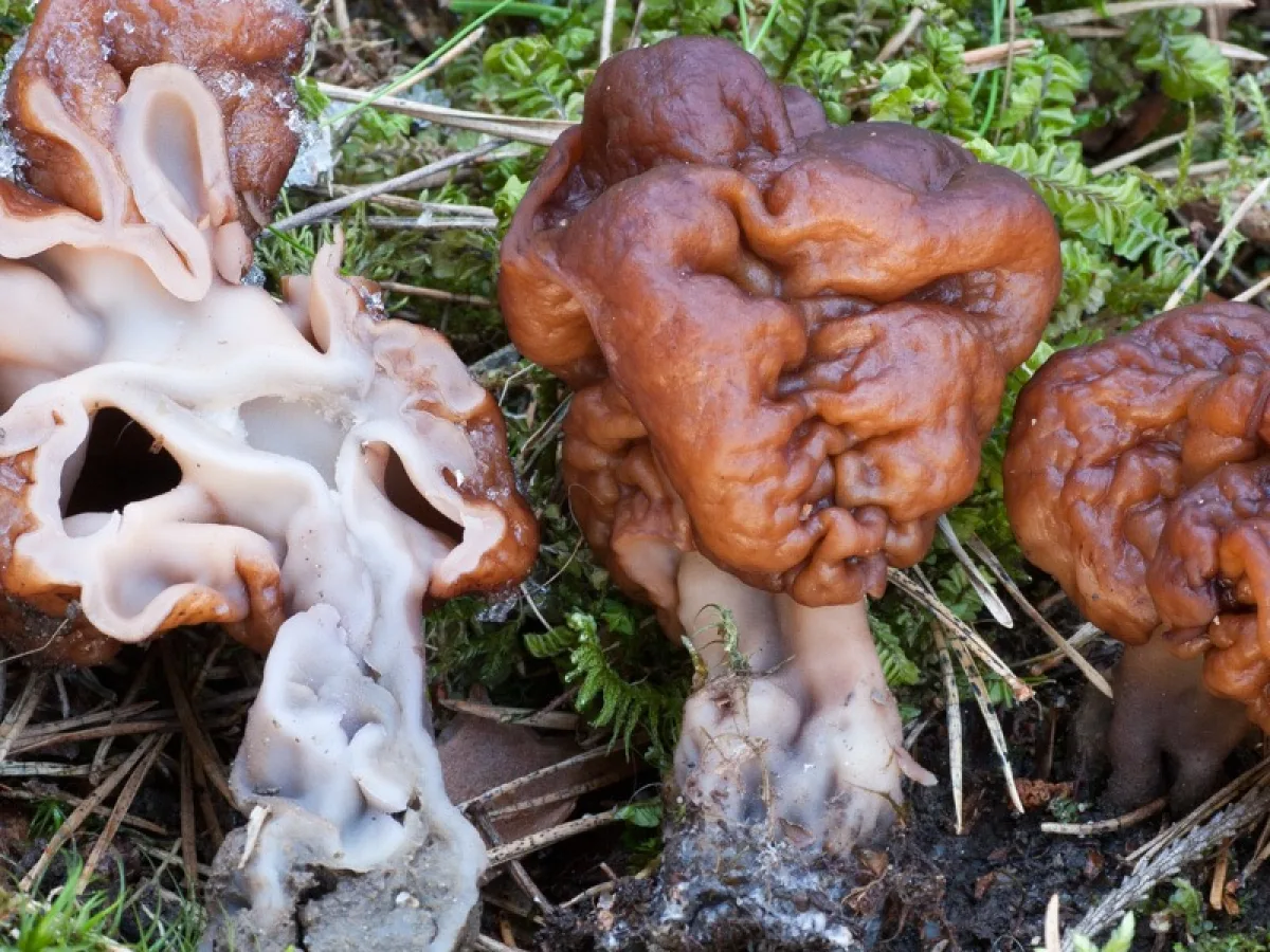 stenmurkla