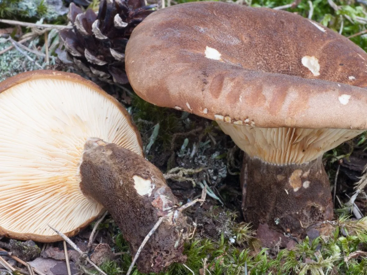 sammetsfotad pluggskivling