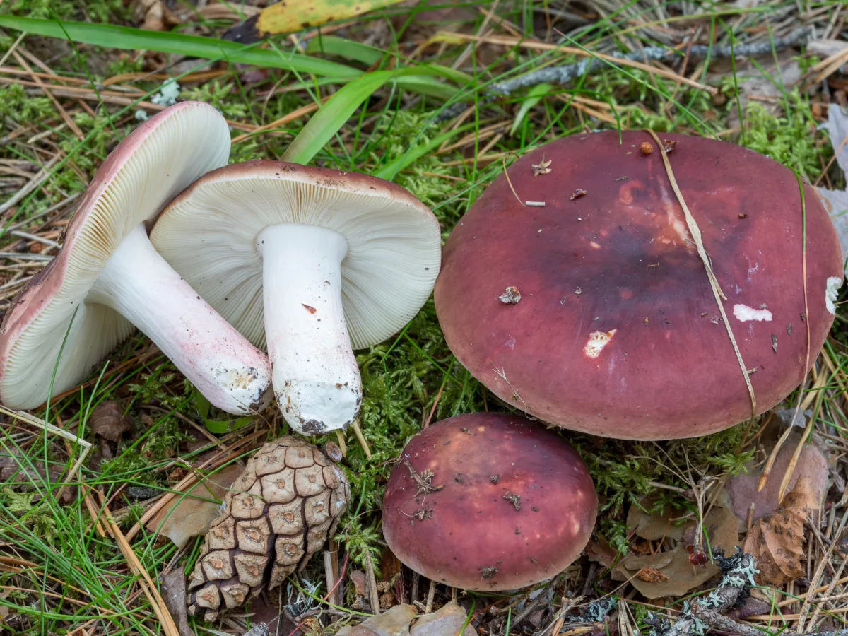 pepparkremla