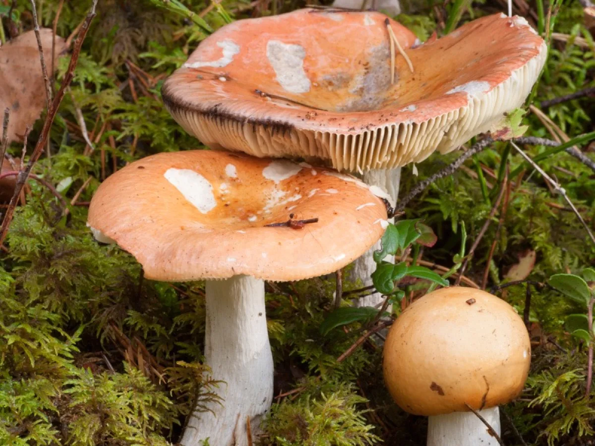 tegelkremla