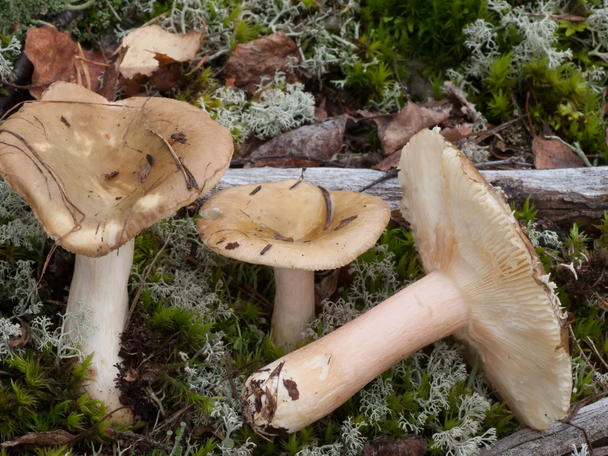olivsillkremla