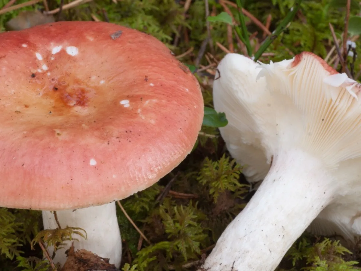 storkremla