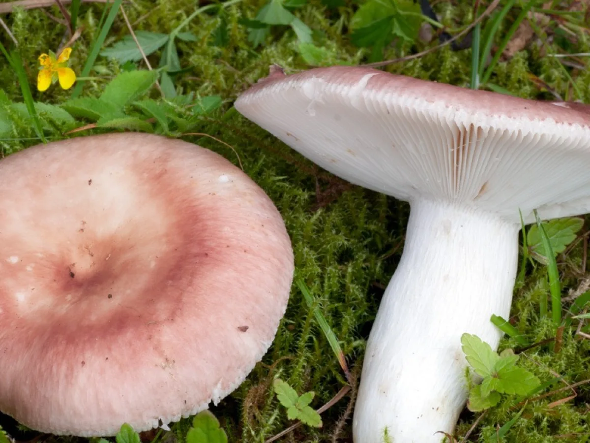 kantkremla