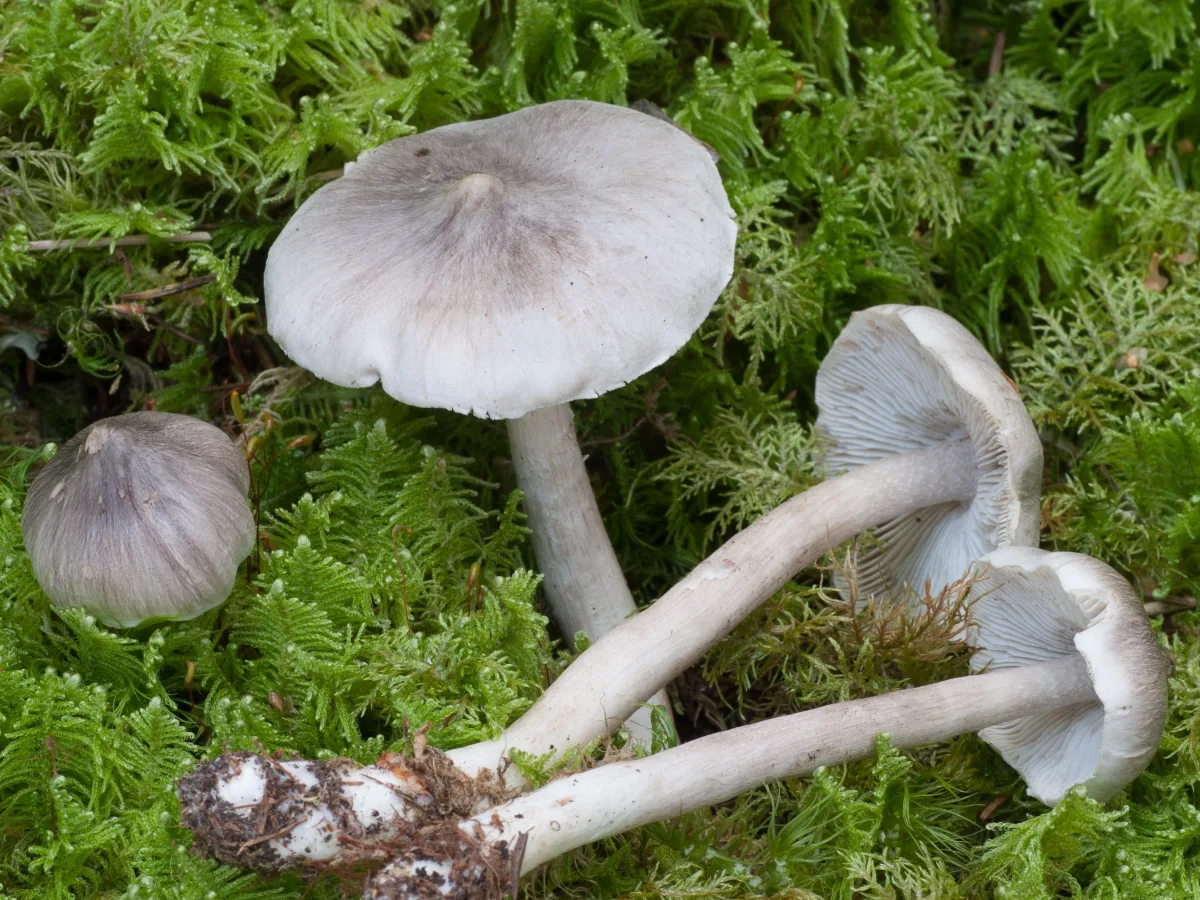 gallmusseron