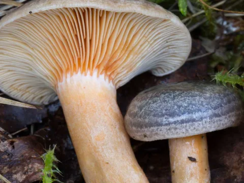 zonerad granblodriska