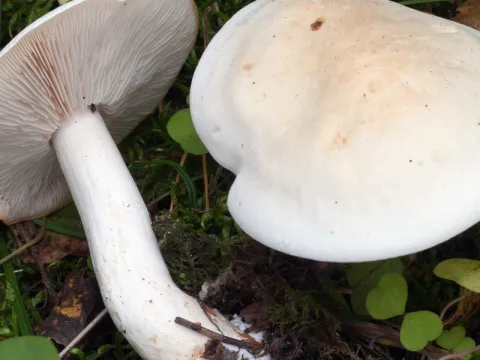 rättikmusseron