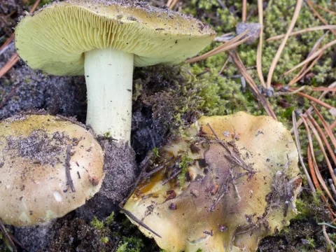 riddarmusseron