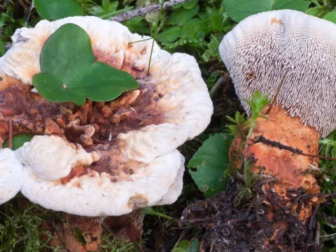 orange taggsvamp