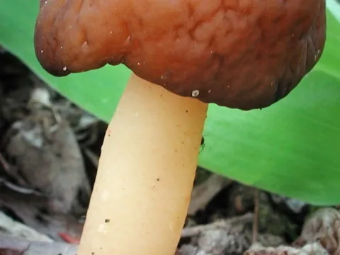 klockmurkla