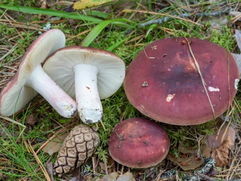 pepparkremla